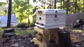 Apimaye Beehive Queen Install after package Queen was dead