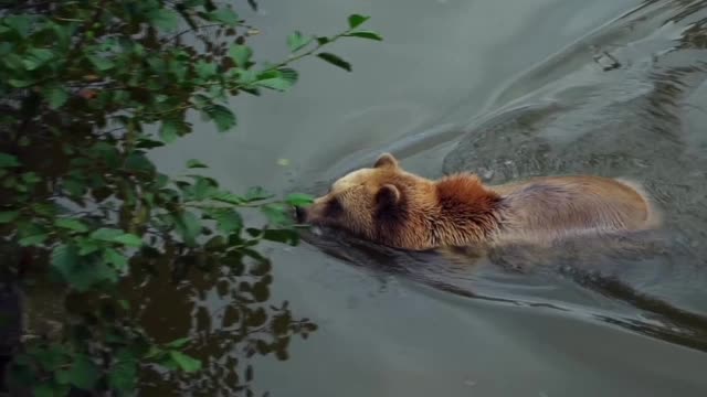 Brown Bear Bear Nature and wildlife