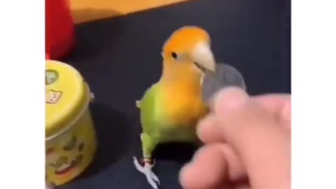 This parrot is very intelligent #shorts #viral #shortsvideo #video