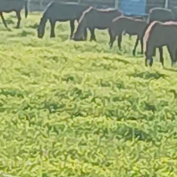 Horses grazing