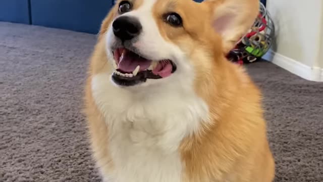 Corgis react to awful dad jokes Hammy and Olivia