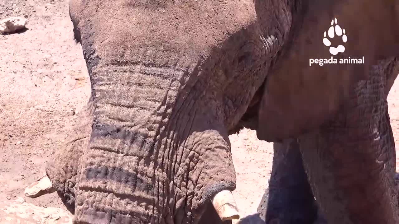 elephant life in the wild in africa
