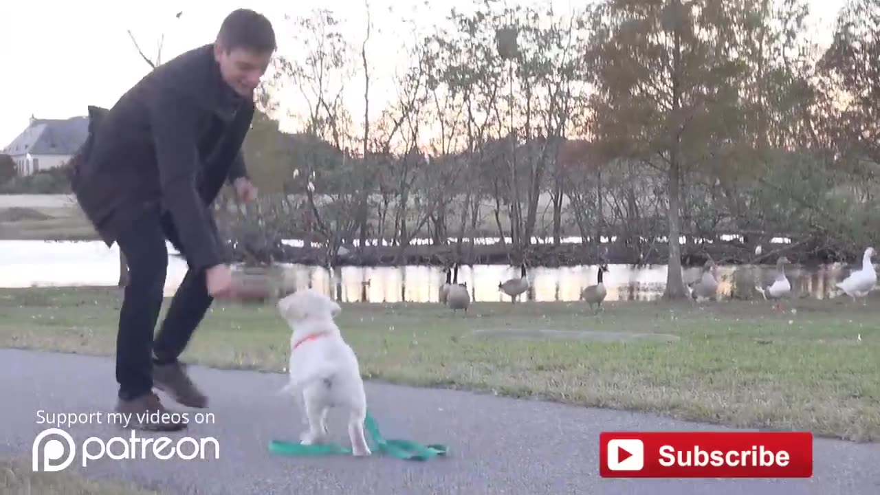 How to Leash Train your Puppy!