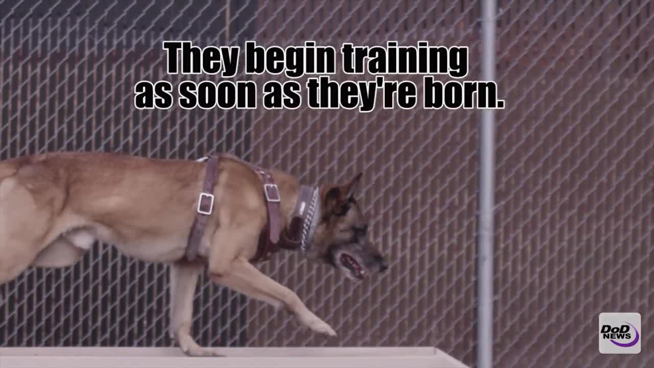 Military working Dogs