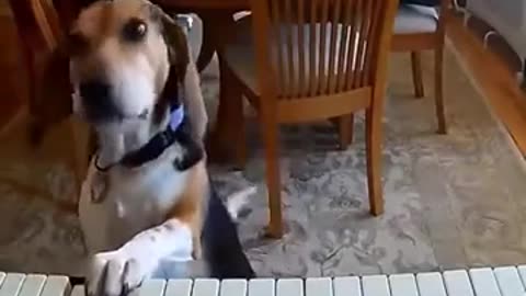 Dog Singing Along With Playing The Piano #shorts #viral #shortsvideo #video