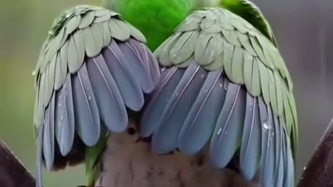 ASMR: Bird Protects Chicks from Rain