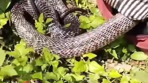 A snake hide in man's shirt
