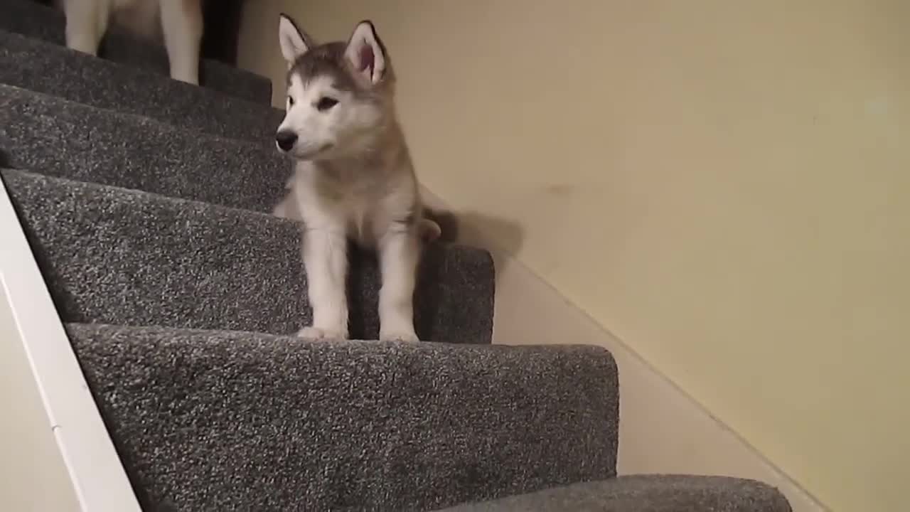 Stubborn Alaskan Malamute Puppy