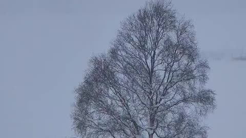 Heaviest December snow of the century hits Anchorage, Alaska