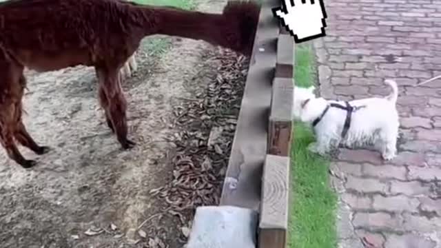 A day with my puppy and their friends.Do you like it