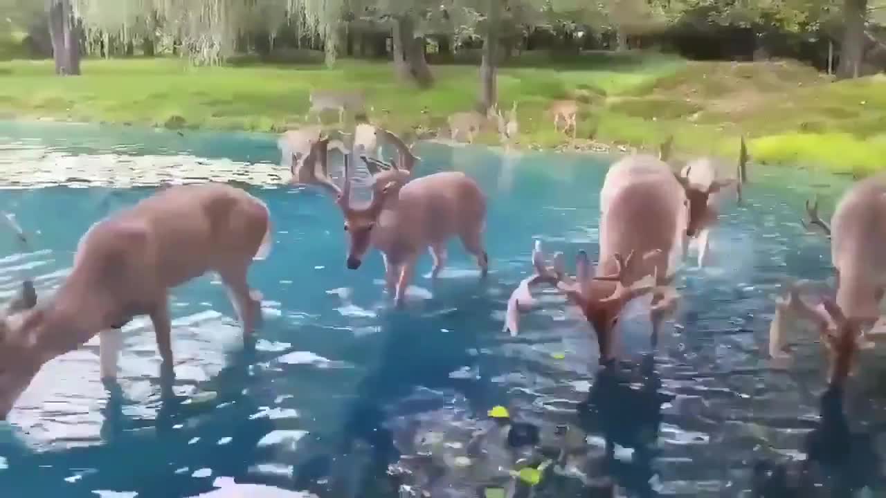 Beauty has a title with deer in nature