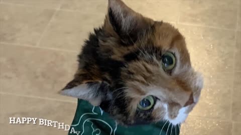 Brilliant Tortie cat ESCAPES the Rage Cage!