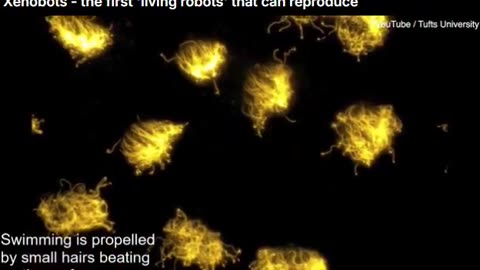 Scientists discover a 'third state' of existence in breakthrough that could 'redefine legal death'