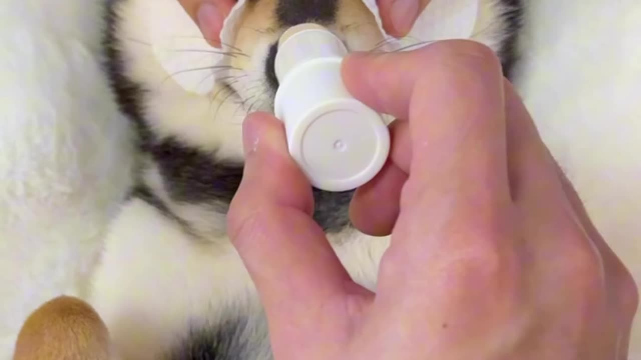Pet feeding day 2