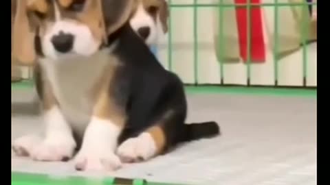 Completion of cats being clumsy || hilarious||