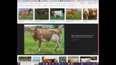 My views on cattle breeds and some basics on raising cattle