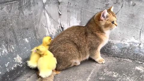 The kitten leads the duckling to run and exercise. cute animal videos😊