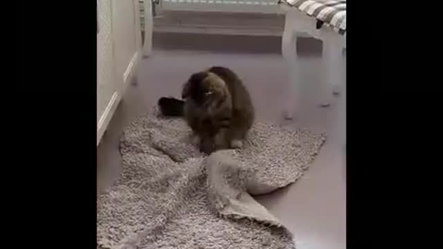 Top 60 Funny Animal- Monkey Dog Cat Funny Animal videos