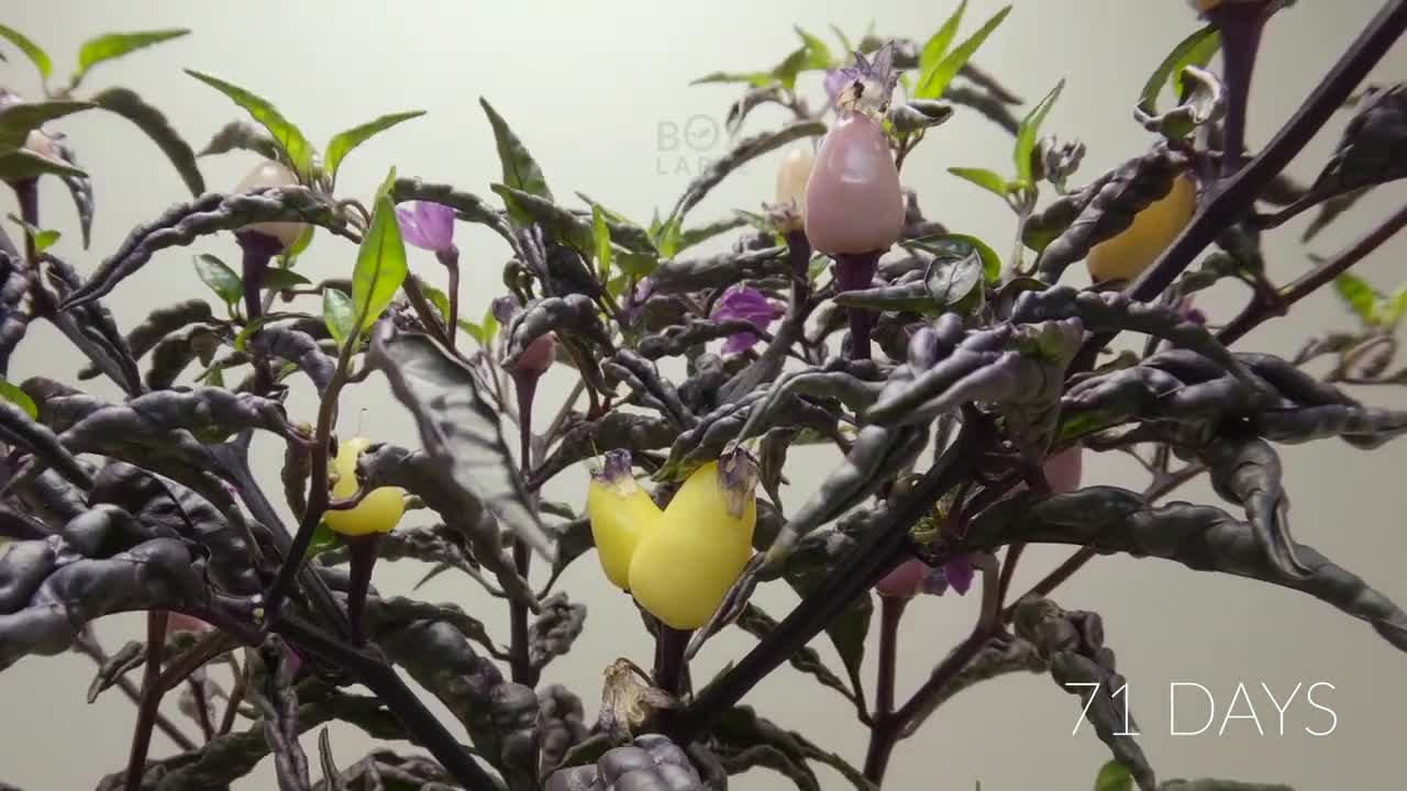 100 Days in 1 minute - HYDROPONIC CHILI PEPPER Time-lapse