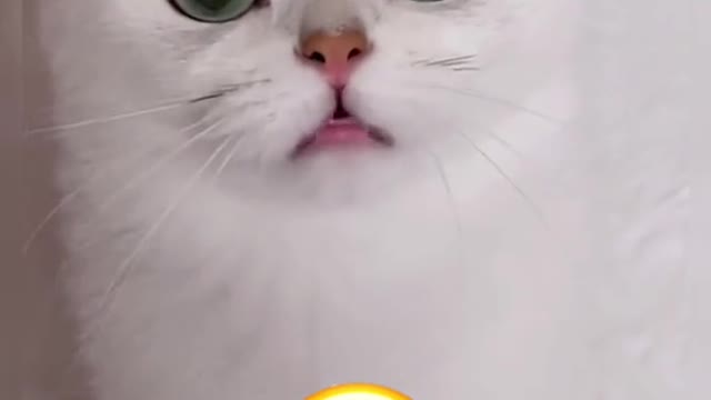 what does he say#pet #cute #fyp #forfou #cat