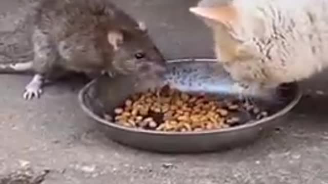 Funny cats playing