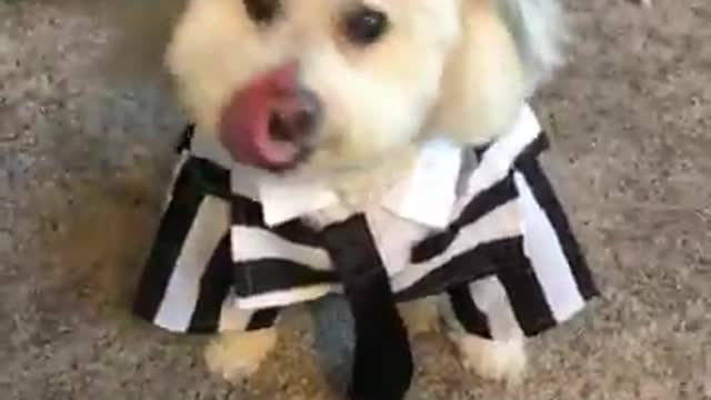 Little Dog Dressed Up As Beetlejuice