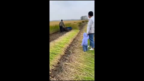 Hand Plowing Wheat cutter Machine Easy to Use😎