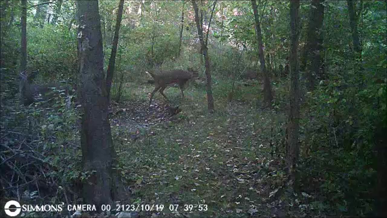 Backyard Trail Cam - Twin Bucks