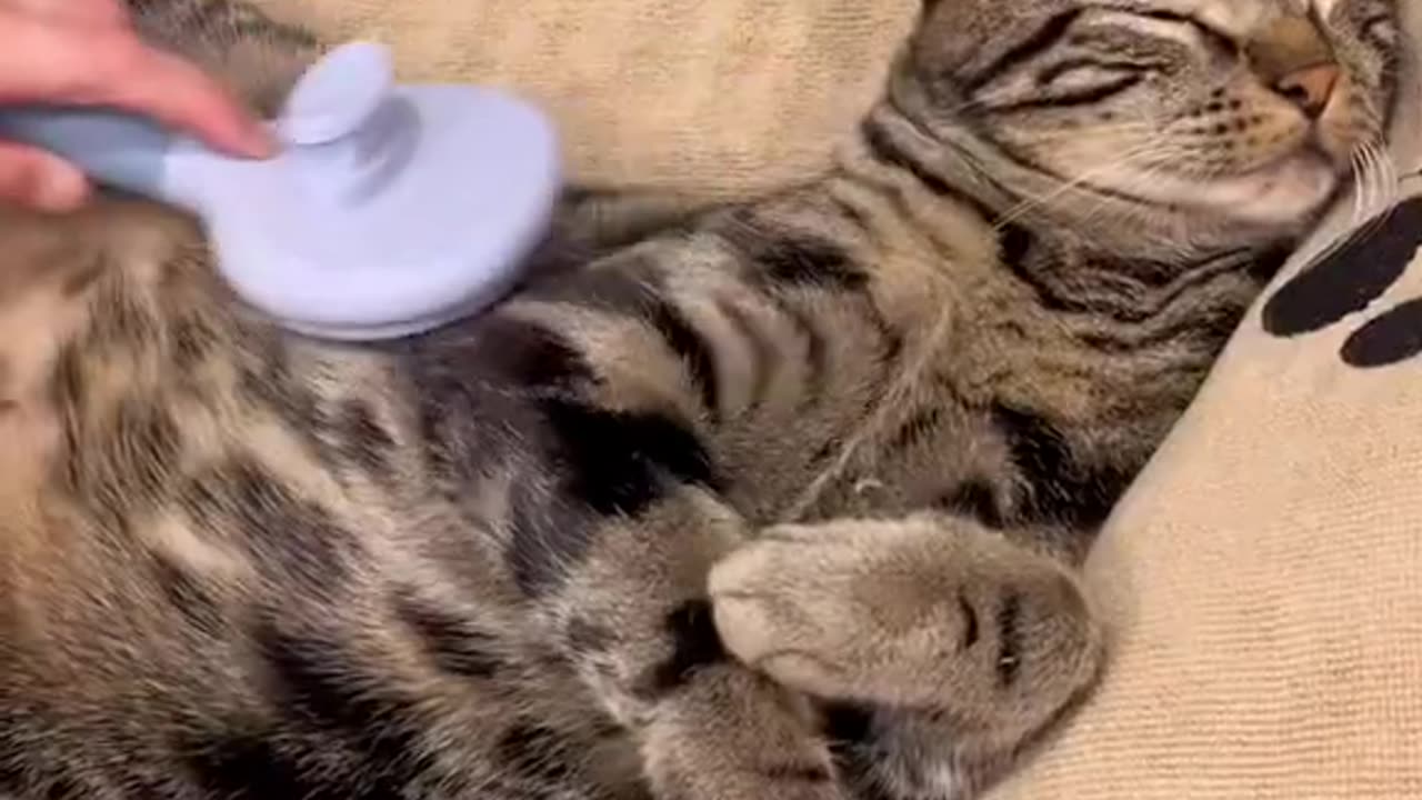 Asmr Cat Spa day