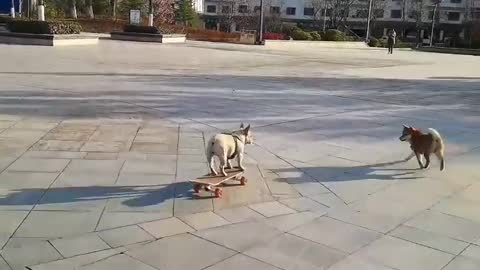 SkateDog-12