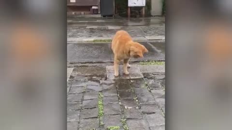best animal video 2024