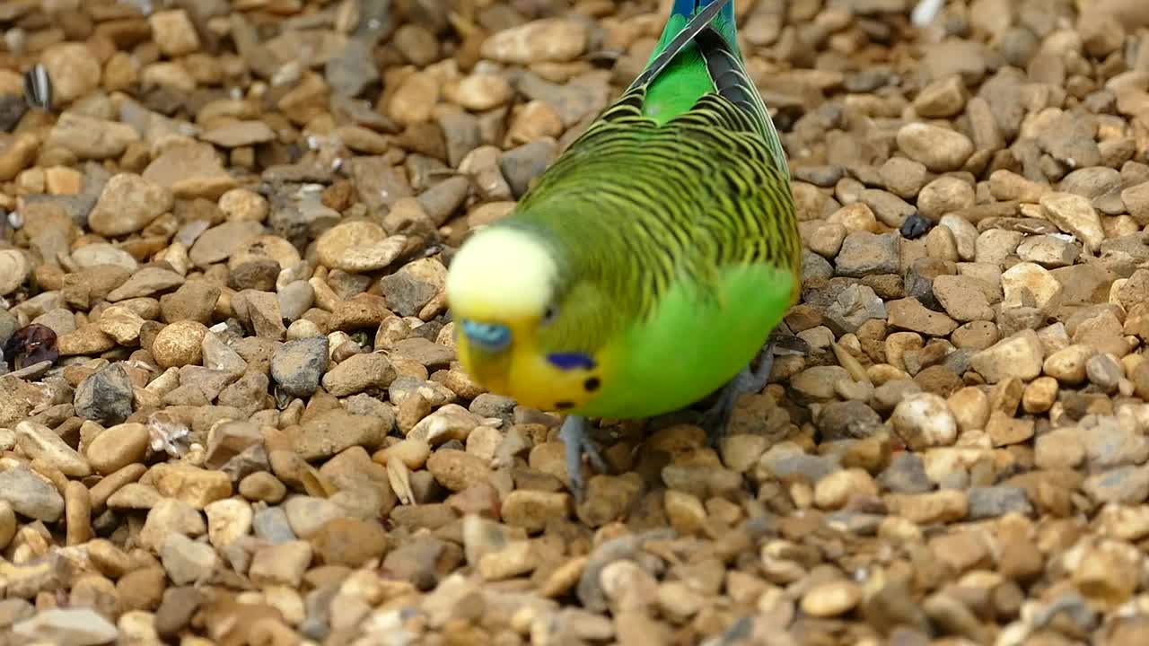 A beautiful parrot is trying to eat.