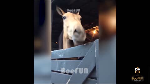 Awesome Funny Pet Animals Videos Compilation #1 - Try not to laugh