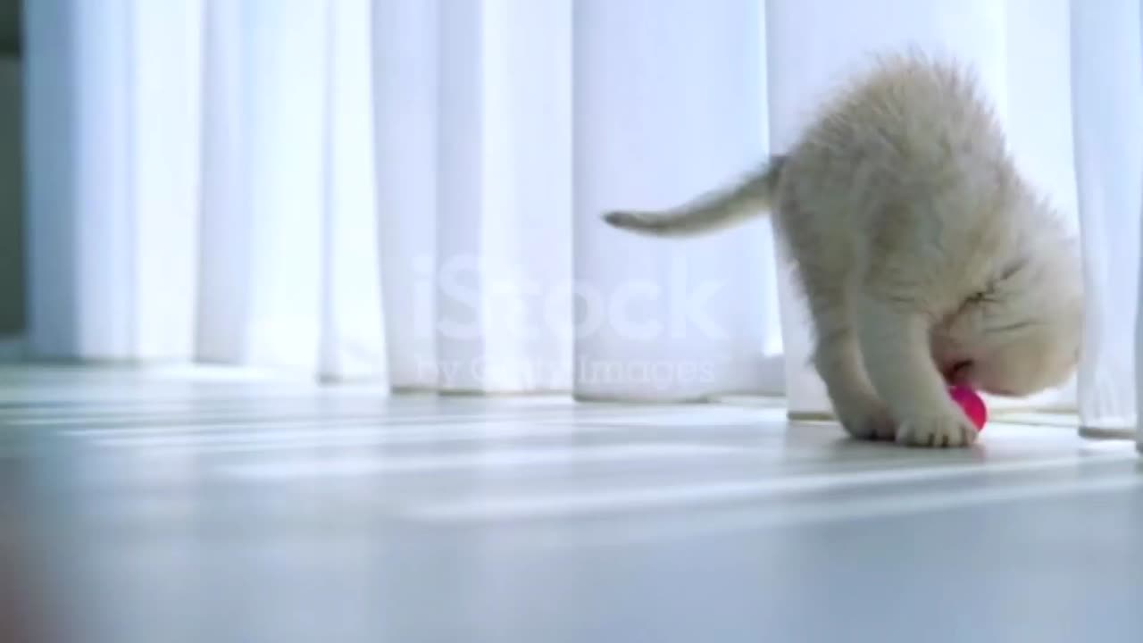 Baby Cats - Cute and Funny Cat Videos Compilation #60 | Aww Animals