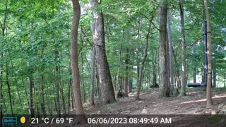 The Woods – 06/06/2023