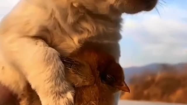 Best animal love short # animal love # animal entertainment