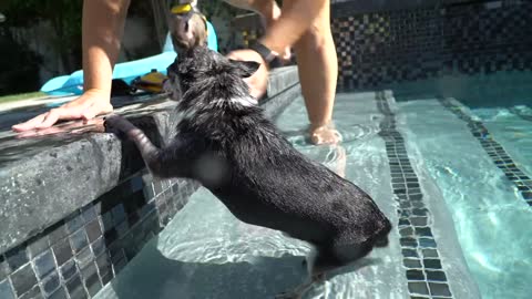 I'm teaching my dogs to swim.