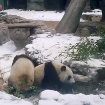 Welcome to the snow war between two glutinous rice groups when we meet for the first time in 2021 ~