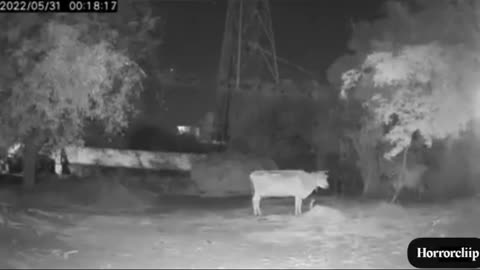 Scary cow