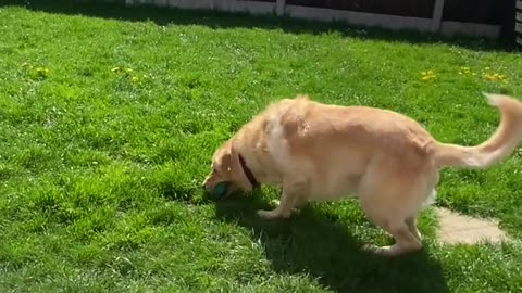 Dog doing flips everytime catch a ball