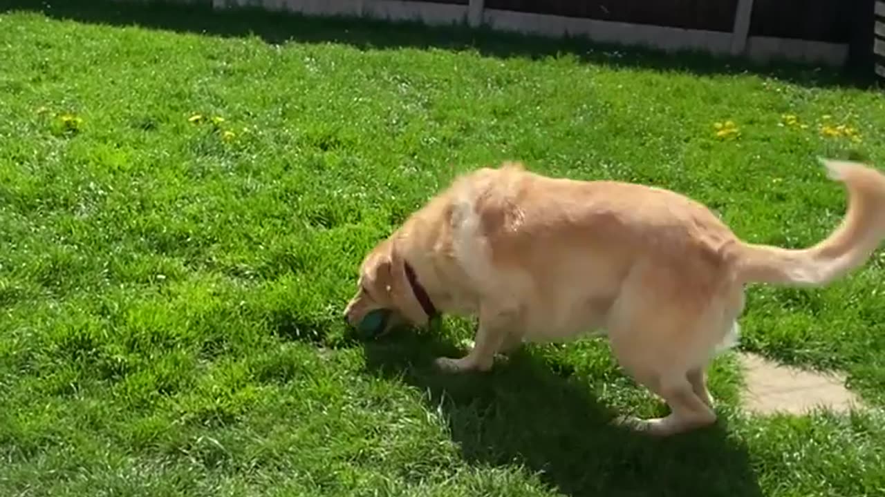 Dog doing flips everytime catch a ball