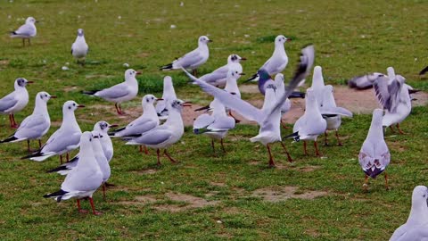 A Flock of Pigeons