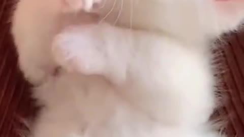 Cute Cat