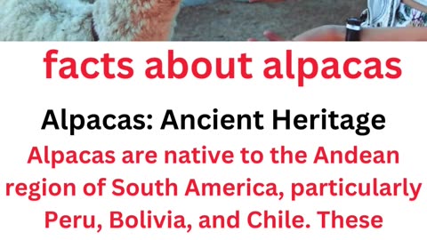 facts about alpacas...0/13