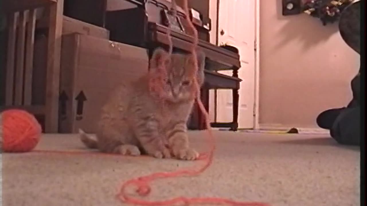 Kitty