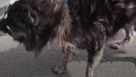 Watch this sweet boy transform into the fluffiest, most gorgeous husky