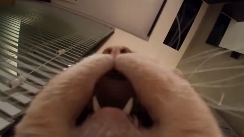 Turn up the volume and play it to your cat, there's a surprise