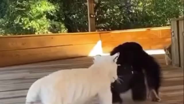 little play dates🥺.