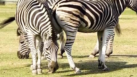 Beautiful Zebra | Animals Videos