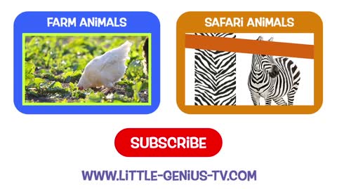 House Pets! | videos for babies, toddlers, kids